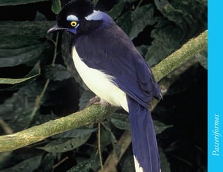 205




      Passeriformes
 