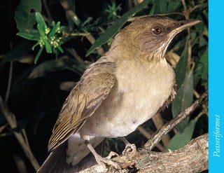 173




      Passeriformes
 