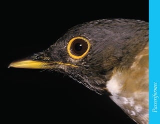 175




      Passeriformes
 