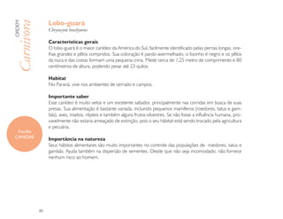 Lobo-guará
ORDEM

Carnivora        Chrysocyon brachyurus

                 Características gerais
                 O lobo-guará é o maior canídeo da América do Sul, facilmente identificado pelas pernas longas, ore-
                 lhas grandes e pêlos compridos. Sua coloração é pardo-avermelhado, o focinho é negro e os pêlos
                 da nuca e das costas formam uma pequena crina. Mede cerca de 1,25 metro de comprimento e 80
                 centímetros de altura, podendo pesar até 23 quilos.

                 Habitat
                 No Paraná, vive nos ambientes de cerrado e campos.

                 Importante saber
                 Esse canídeo é muito veloz e um excelente saltador, principalmente nas corridas em busca de suas
                 presas. Sua alimentação é bastante variada, incluindo pequenos mamíferos (roedores, tatus e gam-
                 bás), aves, insetos, répteis e também alguns frutos-silvestres. Se não fosse a influência humana, pro-
                 vavelmente não estaria ameaçado de extinção, pois o seu hábitat está sendo trocado pela agricultura
                 e pecuária.
 Família
CANIDAE          Importância na natureza
                 Seus hábitos alimentares são muito importantes no controle das populações de roedores, tatus e
                 gambás. Ajuda também na dispersão de sementes. Desde que não seja incomodado, não fornece
                 nenhum risco ao homem.




            30
 