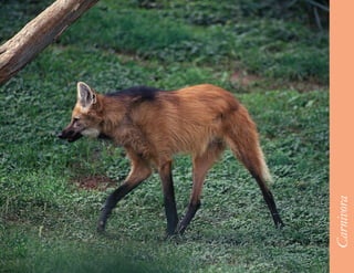 31




     Carnivora
 