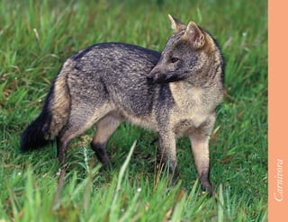 33




     Carnivora
 