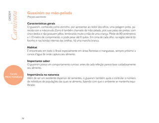 Guaxinim ou mão-pelada
 ORDEM

  Carnivora        Procyon cancrivorus

                   Características gerais
                   O guaxinim, conhecido como zorrinho, por apresentar ao redor dos olhos, uma pelagem preta, pa-
                   recida com a máscara do Zorro é também chamado de mão-pelada, pois suas patas são pretas, com
                   cinco dedos e não possuem pêlos, lembrando muito a mão de uma criança. Mede de 80 centímetros
                   a 1,10 metro de comprimento, e pode pesar até 8 quilos. Em cima de cada olho, na região lateral do
                   focinho e nas bordas internas das orelhas, há uma mancha branca.

                   Habitat
                   É encontrado em todo o Brasil especialmente em áreas florestais e manguezais, sempre próximo a
                   cursos d’água de onde captura seu alimento.

                   Importante saber
                   O guaxinim possui um comportamento curioso: antes de cada refeição parece lavar cuidadosamente
                   seu alimento.

   Família         Importância na natureza
PROCYONIDAE        Além de ser um excelente dispersor de sementes, o guaxinim também ajuda a controlar o número
                   de indivíduos de populações das quais se alimenta, fazendo com que o ambiente se mantenha equi-
                   librado.




              34
 