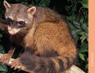 35




     Carnivora
 