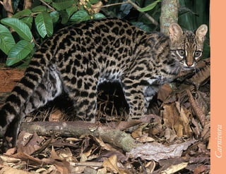 39




     Carnivora
 