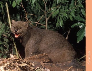 41




     Carnivora
 