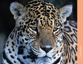 45




     Carnivora
 