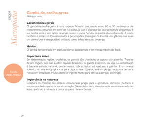 Gambá-de-orelha-preta
 ORDEM

 Marsupialia        Didelphis aurita

                    Características gerais
                    O gambá-de-orelha-preta é uma espécie florestal que mede entre 60 e 90 centímetros de
                    comprimento, pesando em torno de 1,6 quilos. O que o distingue das outras espécies de gambás, é
                    sua orelha preta e sem pêlos, de onde nasceu o nome popular de gambá-de-orelha-preta. A cauda
                    também é preta com tons amarelados e poucos pêlos. Na região do ânus há uma glândula que exala
                    um cheiro forte e desagradável, utilizado como defesa em caso de perigo.

                    Habitat
                    O gambá é encontrado em todos os biomas paranaenses e em muitas regiões do Brasil.

                    Importante saber
                    Em determinadas regiões brasileiras, os gambás são chamados de raposa ou raposinha. Trata-se
                    de um engano, pois não existem raposas brasileiras. O gambá é onívoro, ou seja, sua alimentação
                    é bastante variada, incluindo desde insetos, cobras, frutas até roedores e galinhas. É um animal
                    solitário, não vive em grupos e sai para caçar a noite. Quando está em perigo, mostra os dentes e
   Família          rosna com ferocidade. Muitas vezes se finge de morto para desviar a atenção do inimigo.
DIDELPHIDAE
                    Importância na natureza
                    Colabora no controle das espécies consideradas pragas para a agricultura, como os roedores e
                    insetos, pois fazem parte de sua alimentação. São também bons dispersores de sementes através das
                    fezes, ajudando a natureza a plantar o que o homem destrói.




               20
 