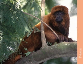 47




     Primates
 