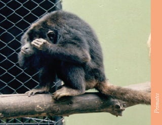 49




     Primates
 