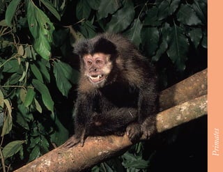 51




     Primates
 