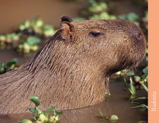 53




     Rodentia
 