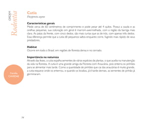 Cutia
ORDEM

Rodentia        Dasyprocta azarae

                Características gerais
                Mede cerca de 60 centímetros de comprimento e pode pesar até 4 quilos. Possui a cauda e as
                orelhas pequenas, sua coloração em geral é marrom-avermelhada, com a região da barriga mais
                clara. As patas da frente, com cinco dedos, são mais curtas que as de trás, com apenas três dedos.
                Essa diferença permite que a cutia dê pequenos saltos enquanto corre, fugindo mais rápido de seus
                predadores.

                Habitat
                Ocorre em todo o Brasil, em regiões de floresta densa e no cerrado.

                Importância na natureza
                Através das fezes, a cutia espalha sementes de várias espécies de plantas, o que auxilia na manutenção
                da vida na floresta. A cutia é uma grande amiga da Floresta com Araucária, pois enterra os pinhões
                para se alimentar mais tarde. Como a quantidade de pinhões que cai das araucárias é muito grande,
                a cutia esquece onde os enterrou, e quando os localiza, já é tarde demais, as sementes de pinhão já
 Família        germinaram.
CAVIIDAE




           54
 