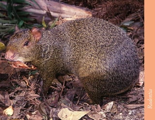 55




     Rodentia
 