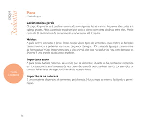 Paca
ORDEM

Rodentia           Cuniculus paca

                   Características gerais
                   O corpo longo e forte é pardo-amarronzado com algumas listras brancas. As pernas são curtas e a
                   cabeça grande. Pêlos ásperos se espalham por todo o corpo com certa distância entre eles. Mede
                   cerca de 80 centímetros de comprimento e pode pesar até 13 quilos.

                   Habitat
                   A paca ocorre em todo o Brasil. Pode ocupar vários tipos de ambientes, mas prefere as florestas
                   bem conservadas e próximas aos rios ou pequenos córregos. Os cursos de água que correm entre
                   as florestas são muito importantes para a vida animal, por isso não poluir os rios, nem derrubar as
                   árvores é uma grande ajuda à essas espécies.

                   Importante saber
                   A paca possui hábitos noturnos, sai a noite para se alimentar. Durante o dia permanece escondida
                   em tocas escavadas em barrancos de rios ou em buracos de outros animais como, por exemplo, os
                   do tatu. Alimenta-se de vegetais como folhas, raízes e frutos.
    Família
CAVIIDAE           Importância na natureza
                   É uma excelente dispersora de sementes, pela floresta. Muitas vezes as enterra, facilitando a germi-
                   nação.




              56
 