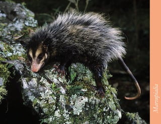 21




     Marsupialia
 