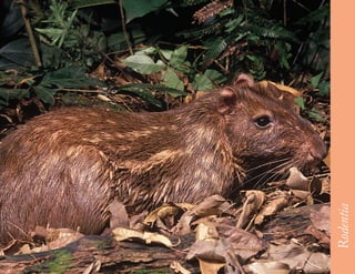 57




     Rodentia
 