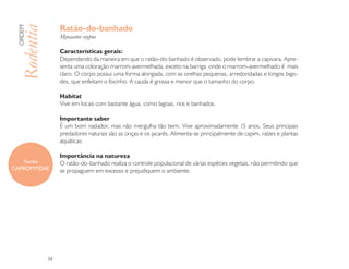 Ratão-do-banhado
 ORDEM

 Rodentia           Myocastor coypus

                    Características gerais:
                    Dependendo da maneira em que o ratão-do-banhado é observado, pode lembrar a capivara. Apre-
                    senta uma coloração marrom-avermelhada, exceto na barriga onde o marrom-avermelhado é mais
                    claro. O corpo possui uma forma alongada, com as orelhas pequenas, arredondadas e longos bigo-
                    des, que enfeitam o focinho. A cauda é grossa e menor que o tamanho do corpo.

                    Habitat
                    Vive em locais com bastante água, como lagoas, rios e banhados.

                    Importante saber
                    É um bom nadador, mas não mergulha tão bem. Vive aproximadamente 15 anos. Seus principais
                    predadores naturais são as onças e os jacarés. Alimenta-se principalmente de capim, raízes e plantas
                    aquáticas.

                    Importância na natureza
     Família        O ratão-do-banhado realiza o controle populacional de várias espécies vegetais, não permitindo que
CAPROMYIDAE         se propaguem em excesso e prejudiquem o ambiente.




               58
 
