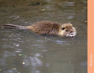 59




     Rodentia
 