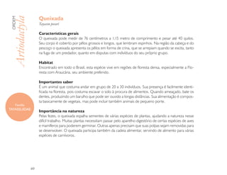 Queixada
 ORDEM

 Artiodactyla        Tayassu pecari

                     Características gerais
                     O queixada pode medir de 76 centímetros a 1,15 metro de comprimento e pesar até 40 quilos.
                     Seu corpo é coberto por pêlos grossos e longos, que lembram espinhos. Na região da cabeça e do
                     pescoço o queixada apresenta os pêlos em forma de crina, que se arrepiam quando se excita, tanto
                     na fuga de um predador, quanto em disputas com indivíduos do seu próprio grupo.

                     Habitat
                     Encontrado em todo o Brasil, esta espécie vive em regiões de floresta densa, especialmente a Flo-
                     resta com Araucária, seu ambiente preferido.

                     Importantes saber
                     É um animal que costuma andar em grupo de 20 a 30 indivíduos. Sua presença é facilmente identi-
                     ficada na floresta, pois costuma escavar o solo à procura de alimentos. Quando ameaçado, bate os
                     dentes, produzindo um barulho que pode ser ouvido a longas distâncias. Sua alimentação é compos-
                     ta basicamente de vegetais, mas pode incluir também animais de pequeno porte.
    Família
TAYASSUIDAE
                     Importância na natureza
                     Pelas fezes, o queixada espalha sementes de várias espécies de plantas, ajudando a natureza nesse
                     difícil trabalho. Muitas plantas necessitam passar pelo aparelho digestório de certas espécies de aves
                     e mamíferos para poderem germinar. Outras apenas precisam que suas polpas sejam removidas para
                     se desenvolver. O queixada participa também da cadeia alimentar, servindo de alimento para várias
                     espécies de carnívoros.




                60
 