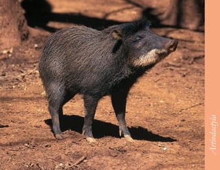 61




     Artiodactyla
 