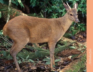 63




     Artiodactyla
 