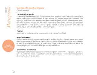 Gambá-de-orelha-branca
 ORDEM

 Marsupialia        Didelphis albiventris

                    Características gerais
                    O gambá-de-orelha-branca como o próprio nome já diz, apresenta como característica marcante as
                    orelhas cobertas por uma fina camada de pêlos brancos. Sua pelagem em geral é acinzentada. Essa
                    coloração, no entanto, varia durante a vida desta espécie de gambá, os mais velhos são mais claros,
                    enquanto os jovens, mais escuros. No corpo, observam-se pêlos pretos e brancos que encobrem
                    uma pelagem mais curta e clara. A cauda é grossa e afilada na ponta, quase sem pêlos. Possui a
                    cabeça grande com três listras pretas e focinho alongado.

                    Habitat
                    Encontrado em todos os biomas paranaenses e em grande parte do Brasil.

                    Importante saber
                    Como o gambá-de-orelha-preta, sua alimentação também é onívora. Aprecia aves e ovos, possui
                    ainda um gosto especial por sangue. Por isso, quando captura seu alimento, o gambá abre o pescoço
                    da presa, rompendo a jugular para se alimentar do sangue, que verte em abundância. Não é um
   Família          animal perigoso para o homem, desde que não seja incomodado.
DIDELPHIDAE
                    Importância na natureza
                    O gambá-de-orelha-branca colabora no controle das espécies consideradas pragas para a agricultura,
                    como os roedores e insetos, os quais fazem parte de sua alimentação. Também são bons dispersores
                    de sementes através de suas fezes.




               22
 