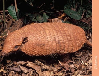 25




     Edentata
 