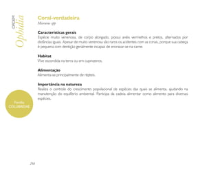 Coral-verdadeira
 ORDEM

 Ophidia         Micrurus spp

                 Características gerais
                 Espécie muito venenosa, de corpo alongado, possui anéis vermelhos e pretos, alternados por
                 distâncias iguais. Apesar de muito venenosa são raros os acidentes com as corais, porque sua cabeça
                 é pequena com dentição geralmente incapaz de encravar-se na carne.

                 Habitat
                 Vive escondida na terra ou em cupinzeiros.

                 Alimentação
                 Alimenta-se principalmente de répteis.

                 Importância na natureza
                 Realiza o controle do crescimento populacional de espécies das quais se alimenta, ajudando na
                 manutenção do equilíbrio ambiental. Participa da cadeia alimentar como alimento para diversas
                 espécies.
  Família
COLUBRIDAE




           218
 