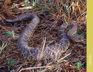 221




      Ophidia
 