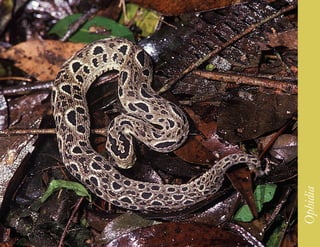 223




      Ophidia
 