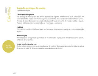 Cágado-pescoço-de-cobra
Chelonia
ORDEM

                 Hydromedusa tectifera

                 Características gerais
                 Seu pescoço é maior que o das demais espécies de cágados, lembra muito o de uma cobra. O
                 casco é castanho-róseo, com manchas pretas ou castanho-escuras de diversos tamanhos e formas.
                 A região de baixo do casco é amarelada e bastante côncava no macho, de modo a facilitar a cópula.
                 Possui o hábito de enterrar-se no lodo, do inverno até a primavera.

                 Habitat
                 Ocorre com freqüência no Sul do Brasil, em banhados, efluentes de rios e lagoas, onde há vegetação
                 aquática.

                 Alimentação
                 Alimenta-se de uma grande quantidade de invertebrados e pequenos vertebrados como peixes,
                 anfíbios e até serpentes.

                 Importância na natureza
 Família         Realiza o controle do crescimento populacional de espécies das quais se alimenta. Participa da cadeia
CHELIDAE         alimentar servindo de alimento para diversas espécies de carnívoros.




           224
 
