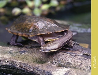 225




      Chelonia
 