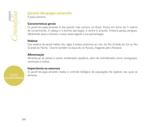 Jacaré-do-papo-amarelo
  ORDEM

  Crocodylia         Caiman latirostris

                     Características gerais
                     O jacaré-do-papo-amarelo é dos jacarés mais comuns no Brasil. Possui em torno de 3 metros
                     de comprimento. A cabeça e o focinho são largos, o ventre é amarelo. Embora pareça perigoso,
                     dificilmente ataca o homem, muitas vezes fugindo a sua aproximação.

                     Habitat
                     Esta espécie de jacaré habita rios, lagos e brejos próximos ao mar, do Rio Grande do Sul ao Rio
                     Grande do Norte. Ocorre também na bacia do rio Paraná, chegando até o Pantanal.

                     Alimentação
                     Alimenta-se de peixes e outros vertebrados aquáticos, além de invertebrados como caranguejos,
                     caramujos e insetos.

                     Importância na natureza
                     O jacaré-do-papo-amarelo realiza o controle biológico de populações de espécies das quais se
    Família          alimenta.
ALLIGATORIDAE




               208
 