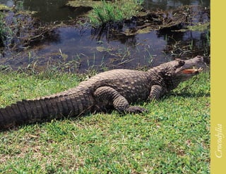 209




      Crocodylia
 