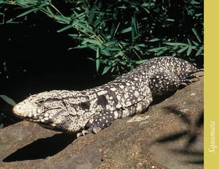 211




      Squamata
 