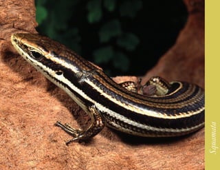 213




      Squamata
 