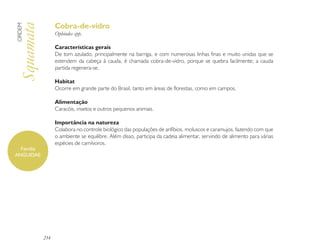 Cobra-de-vidro
ORDEM

Squamata          Ophiodes spp.

                  Características gerais
                  De tom azulado, principalmente na barriga, e com numerosas linhas finas e muito unidas que se
                  estendem da cabeça à cauda, é chamada cobra-de-vidro, porque se quebra facilmente; a cauda
                  partida regenera-se.

                  Habitat
                  Ocorre em grande parte do Brasil, tanto em áreas de florestas, como em campos.

                  Alimentação
                  Caracóis, insetos e outros pequenos animais.

                  Importância na natureza
                  Colabora no controle biológico das populações de anfíbios, moluscos e caramujos, fazendo com que
                  o ambiente se equilibre. Além disso, participa da cadeia alimentar, servindo de alimento para várias
                  espécies de carnívoros.
  Família
ANGUIDAE




            214
 