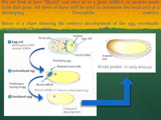 Bicoid action in drosophila | PPTX