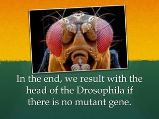 Bicoid action in drosophila | PPTX