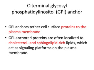 C-terminal glycosyl
phosphatidylinositol (GPI) anchor
• GPI anchors tether cell surface proteins to the
plasma membrane
• GPI-anchored proteins are often localized to
cholesterol- and sphingolipid-rich lipids, which
act as signaling platforms on the plasma
membrane.
 
