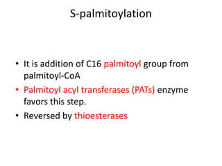 S-palmitoylation
• It is addition of C16 palmitoyl group from
palmitoyl-CoA
• Palmitoyl acyl transferases (PATs) enzyme
favors this step.
• Reversed by thioesterases
 