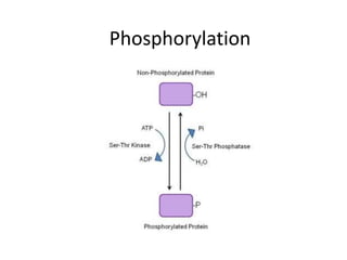 Phosphorylation
 