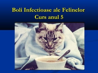Boli Infectioase aleBoli Infectioase ale FelineFelinelorlor
Curs anul 5Curs anul 5
010091551263
 
