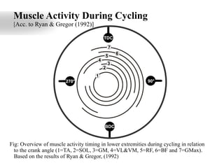 Muscle Activity During Cycling
[Acc. to Ryan & Gregor (1992)]
Fig: Overview of muscle activity timing in lower extremities during cycling in relation
to the crank angle (1=TA, 2=SOL, 3=GM, 4=VL&VM, 5=RF, 6=BF and 7=GMax).
Based on the results of Ryan & Gregor, (1992)
 