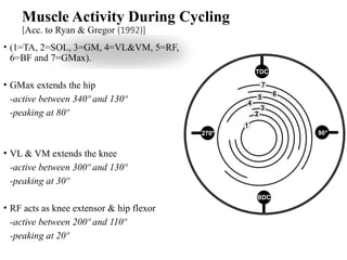 Muscle Activity During Cycling
[Acc. to Ryan & Gregor (1992)]
• (1=TA, 2=SOL, 3=GM, 4=VL&VM, 5=RF,
6=BF and 7=GMax).
• GMax extends the hip
-active between 340º and 130º
-peaking at 80º
• VL & VM extends the knee
-active between 300º and 130º
-peaking at 30º
• RF acts as knee extensor & hip flexor
-active between 200º and 110º
-peaking at 20º
 