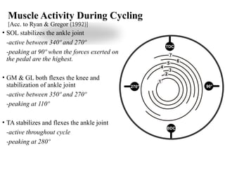 Muscle Activity During Cycling
[Acc. to Ryan & Gregor (1992)]
• SOL stabilizes the ankle joint
-active between 340º and 270º
-peaking at 90º when the forces exerted on
the pedal are the highest.
• GM & GL both flexes the knee and
stabilization of ankle joint
-active between 350º and 270º
-peaking at 110º
• TA stabilizes and flexes the ankle joint
-active throughout cycle
-peaking at 280º
 