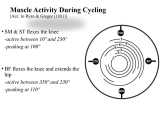 Muscle Activity During Cycling
[Acc. to Ryan & Gregor (1992)]
• SM & ST flexes the knee
-active between 10º and 230º
-peaking at 100º
• BF flexes the knee and extends the
hip
-active between 350º and 230º
-peaking at 110º
 