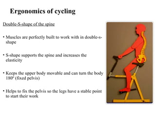 Ergonomics of cycling
Double-S-shape of the spine
• Muscles are perfectly built to work with in double-s-
shape
• S-shape supports the spine and increases the
elasticity
• Keeps the upper body movable and can turn the body
180º (fixed pelvis)
• Helps to fix the pelvis so the legs have a stable point
to start their work
 