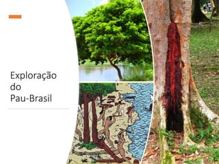 Exploração
do
Pau-Brasil
 